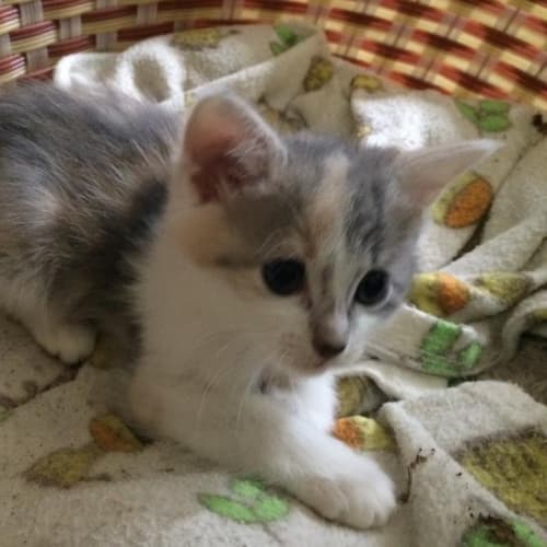 C Calli has been adopted