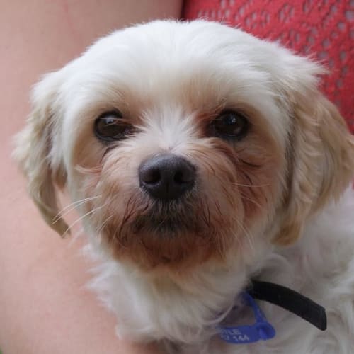 Tilly (adopted 4/4/15)