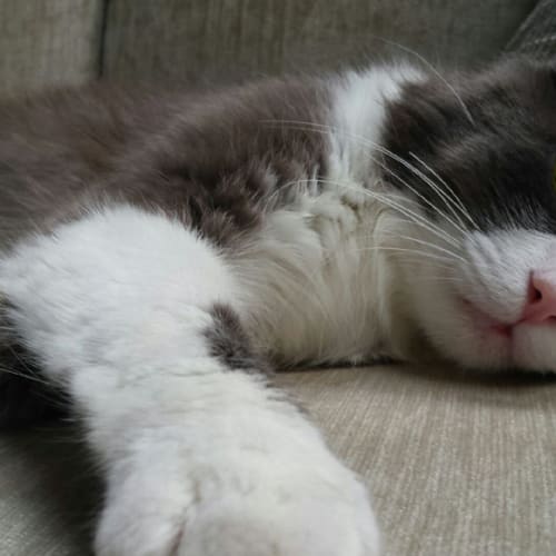 Jackson (The Pet House, Erina 4365 5040)