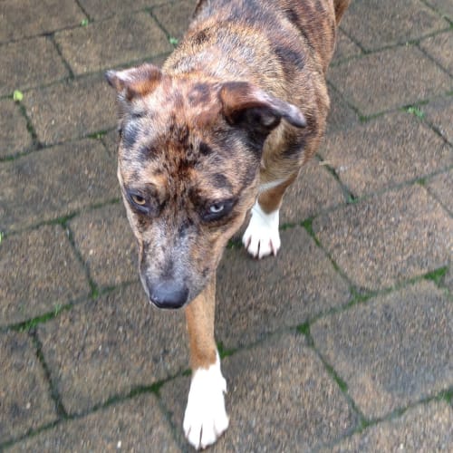 No photo for Bridie ** Just An Adorable Girl **