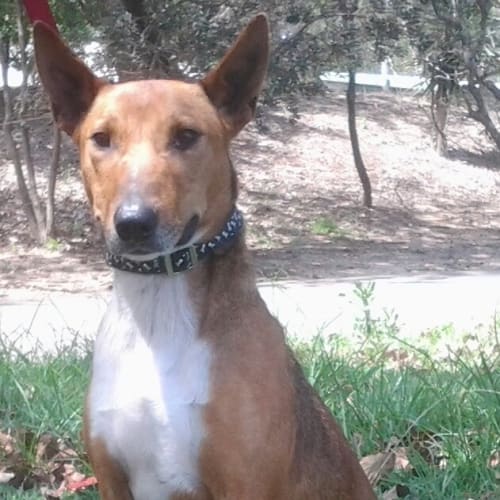 026 9822 Skinny Bill