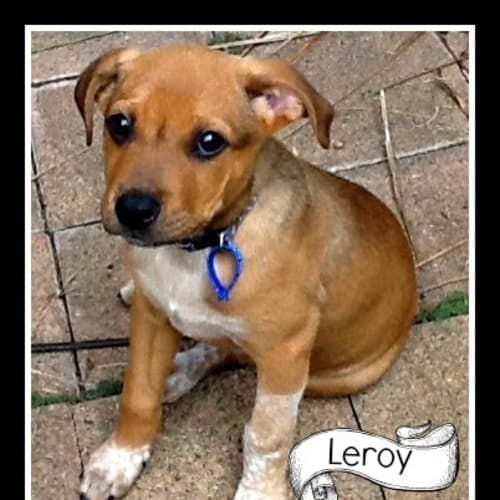 Leroy (On trial 10/12/14)~ Ridgeback x Bull Arab