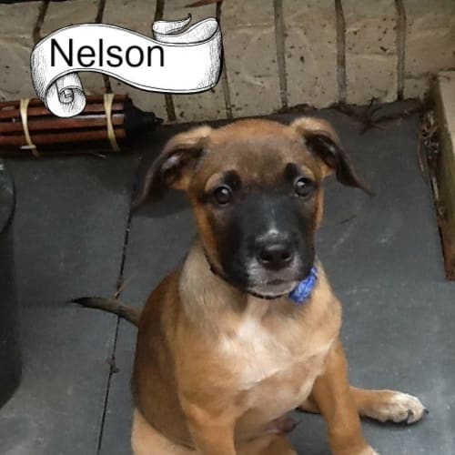 Nelson (On Trial 19/12/14) ~ Ridgeback x Bull Arab