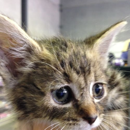 C Tabitha Claws n Paws Rescue