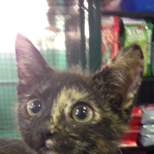 Kara Claws n Paws Rescue