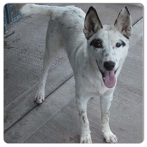 No photo for Buddy ** Such A Beautiful Boy **