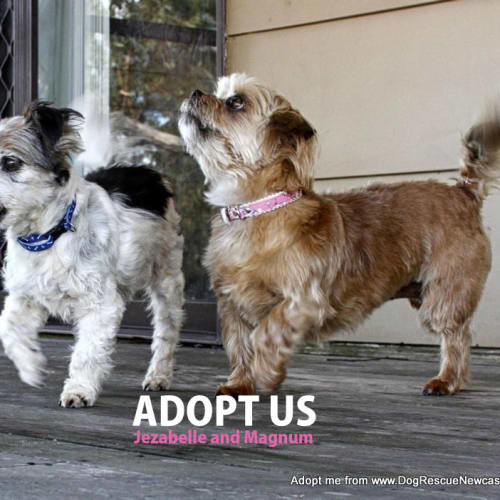 Jezebelle and Magnum (On Trial 20/12/14)