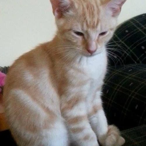 Jerome    Kitten Kapers Rescue