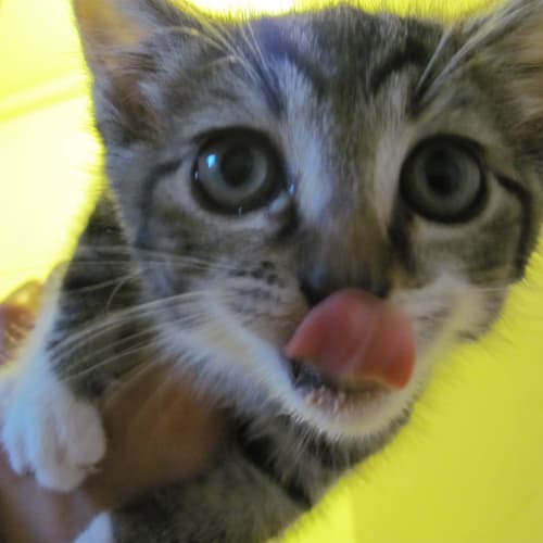 Lola (Available End Of December)