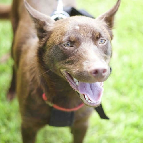 Gracie (On Trial 20/12/14)~ purebred red kelpie