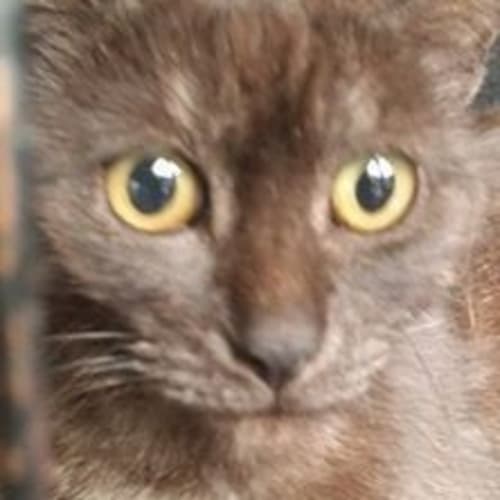 Mum cat 2