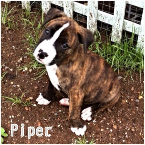 Puppy Piper (on trial 1/1/15)~ Staffy xBoxer puppy