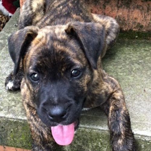 Puppy Paige (On Trial 17/12/14)