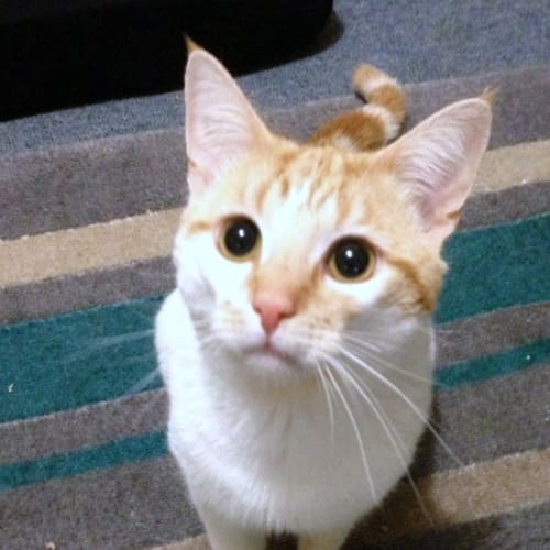 Rafferty - Special Needs