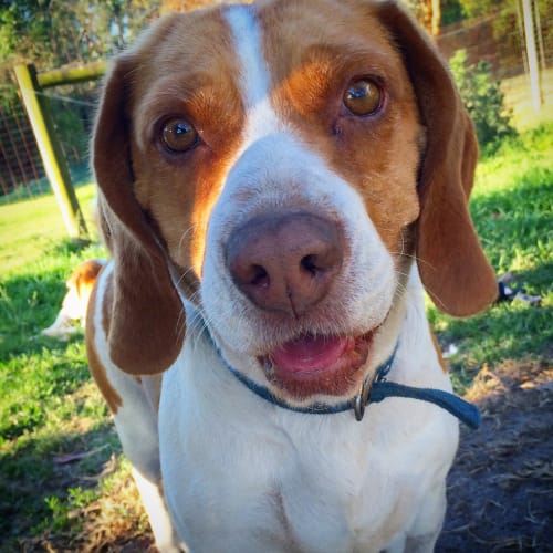 Snuffles (im on trial with a wonderful family)