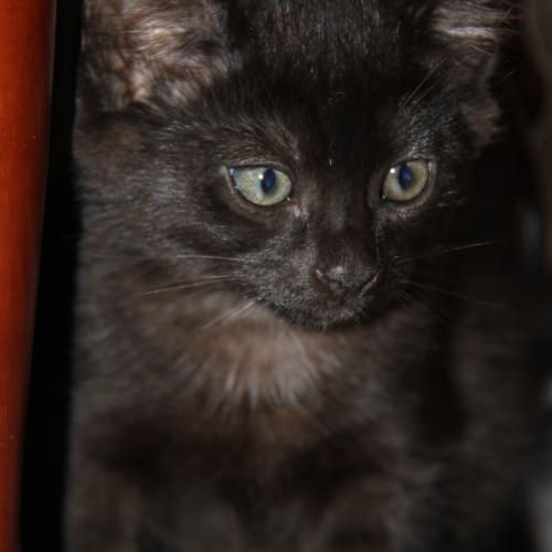 Emery (The Pet House, Tuggerah)