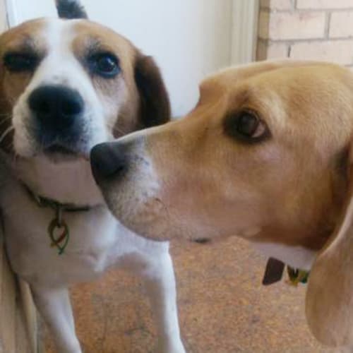 Buddy & Roxy