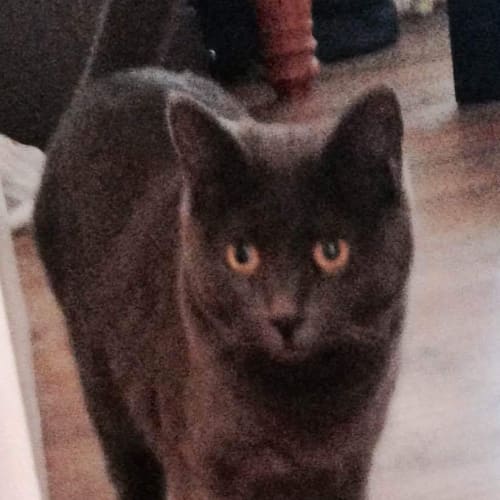 Luna