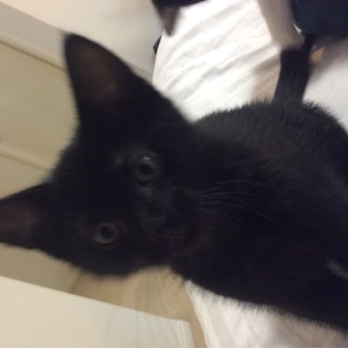 Lynx ***Adoption Day***