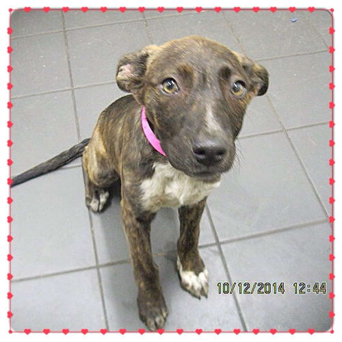 No photo for Luna ** A Divine Puppy **