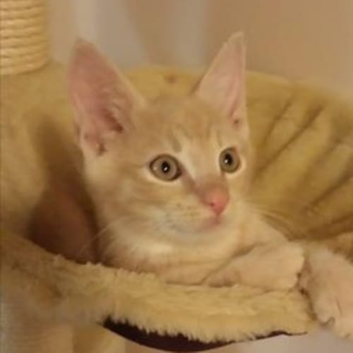 Apollo