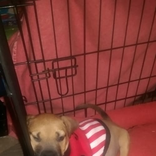 Puppy Bentley (On trial 4/1/15) ~ Am Staff