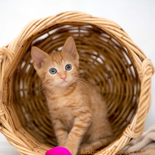 "Tiger Lily" - Purrfect Match