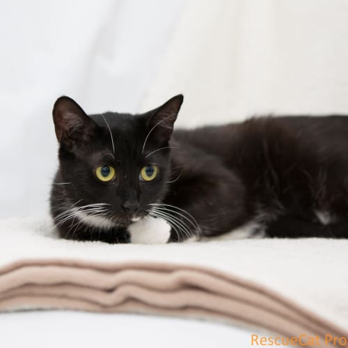 "Luna" Purrfect Match