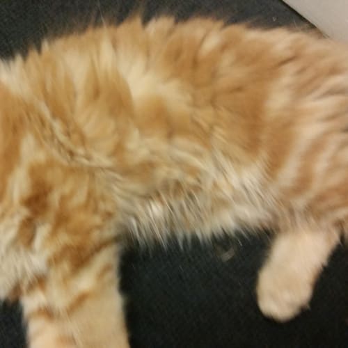 Ninja ***Adoption Day***