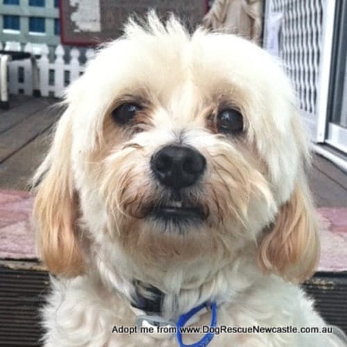 Mia (On Trial 20/12/14) ~ Maltese x