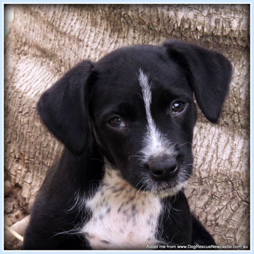 Dawson (Trial 23/12/14)~Cocker Spaniel x BC x Lab