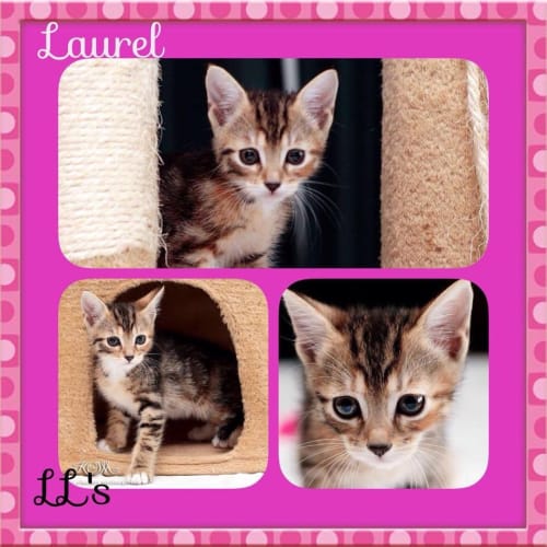 Laurel 