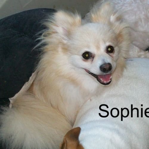 Sophie