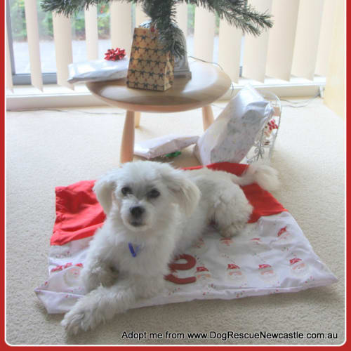 Buster (On Trial 13/1/15) ~ Shih Tzu x Maltese