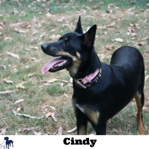Cindy