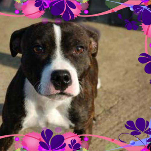 Chelsea (On Trial 3/1/15)~ young Staffy girl