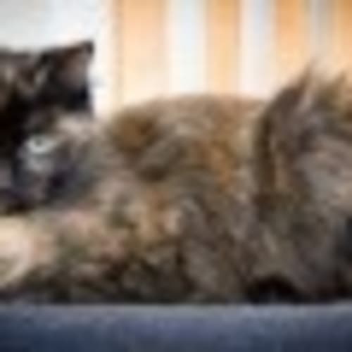 Ginger EC0081 *Adoption Pending*