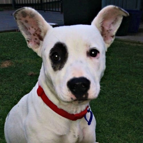 Champ(girl)(trial 17/1/15) ~ good w kids and dogs