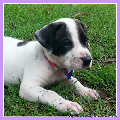 Hugo (on trial 23/12/14)~ Staffy x Ridgeback puppy
