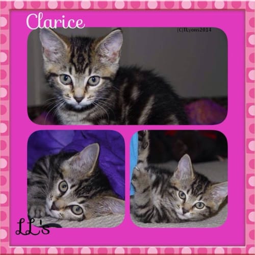 Clarice 