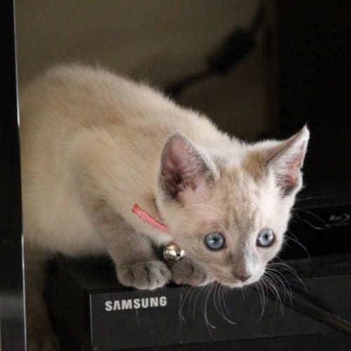 Nugget