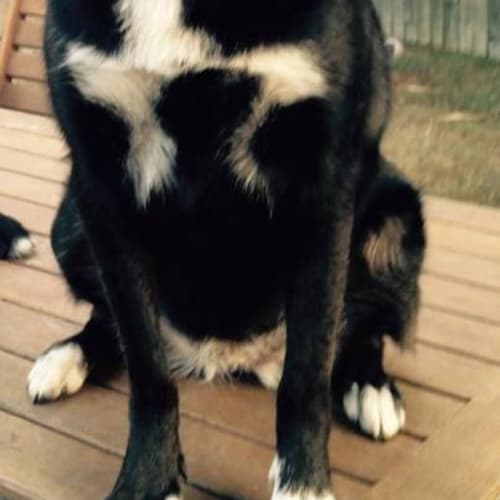 Indy Adoption Pending