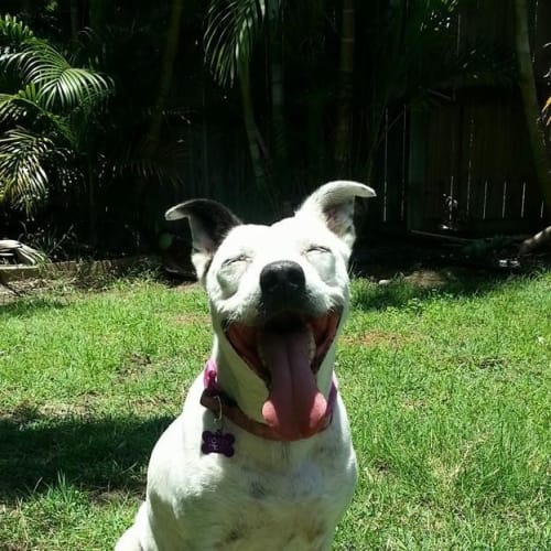 Pokey - Adoption Pending