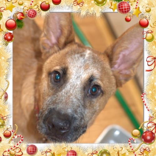 No photo for Brutas ** Cat Friendly Gorgeous Pup **