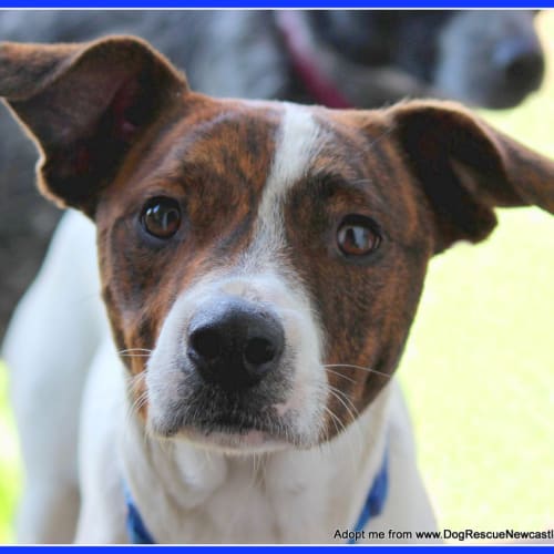 Buddy ~ mixed (on trial 13/6/15)