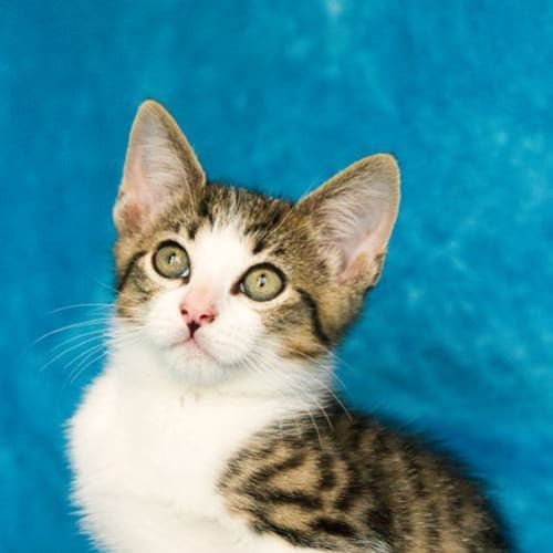 Wally ** Adoption Day**