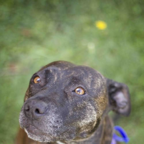 Mocha ~ Staffy girl, (on trial 4/5/15)