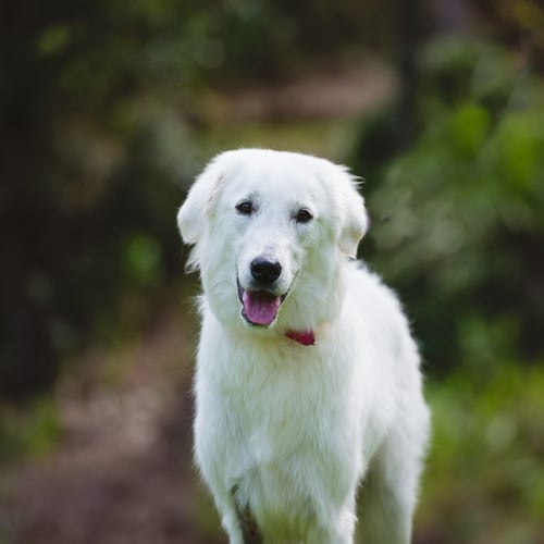 Bindi - Adoption Pending 