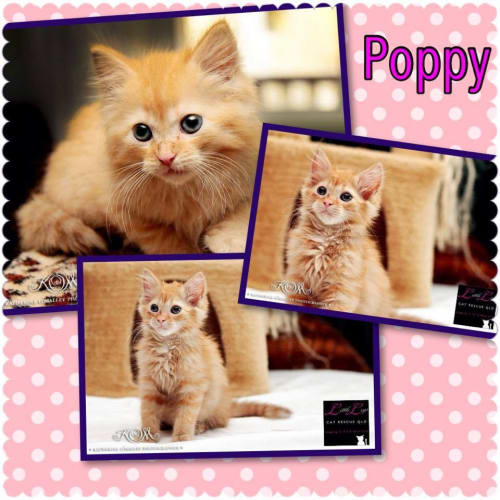 Poppy
