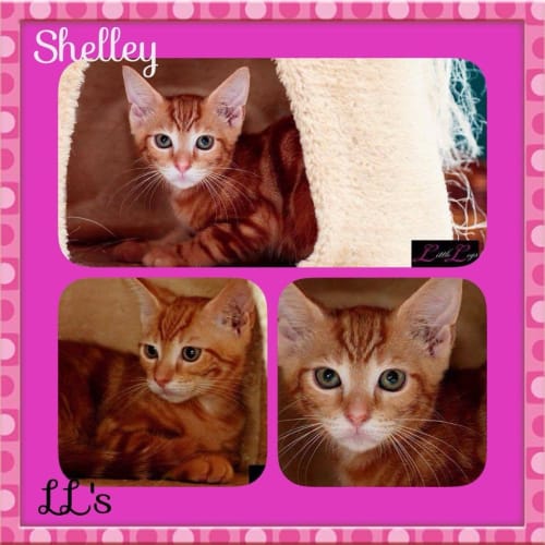 Shelley 